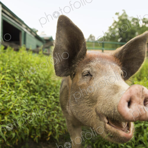 An organic farm in the Catskills. A pig. An organic farm in the Catskills. A pig.