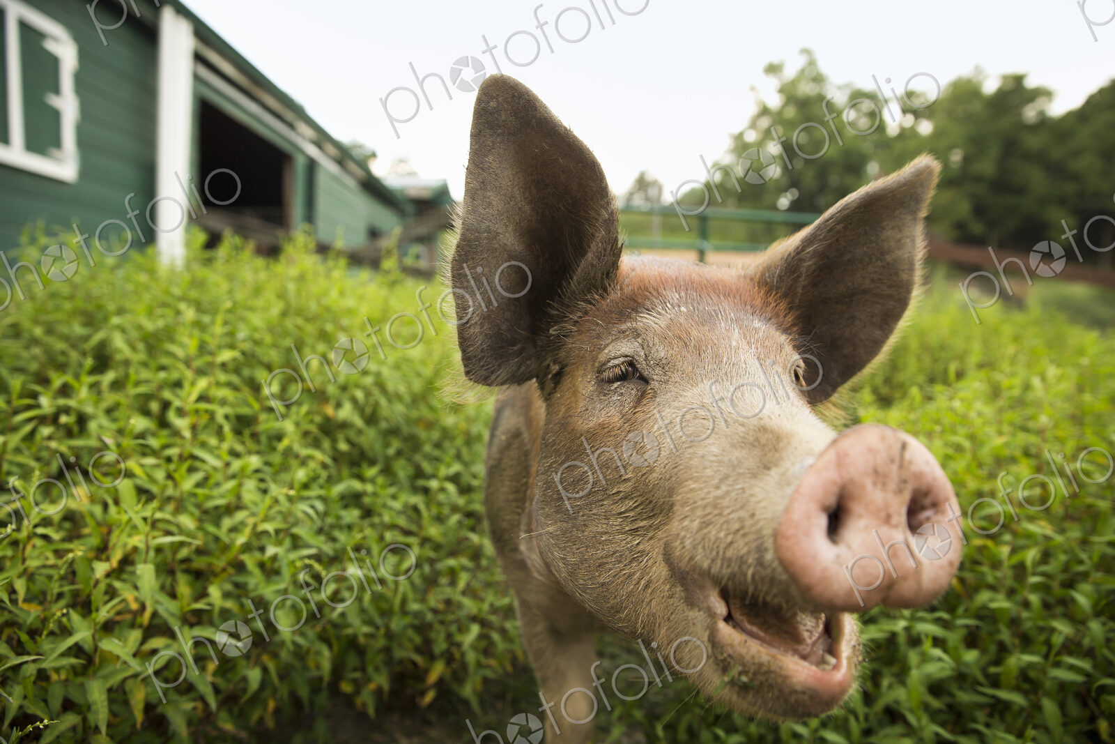 An organic farm in the Catskills. A pig.