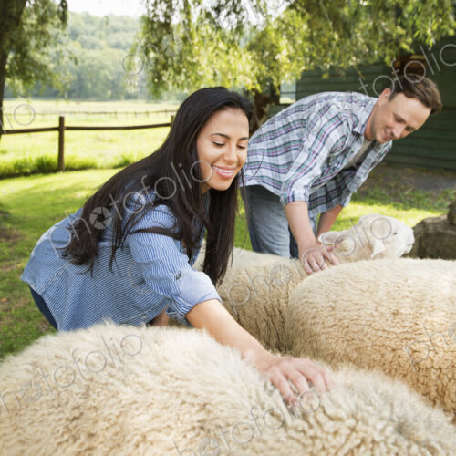 An organic farm in the Catskills. Two people in a paddock with two large sheep.