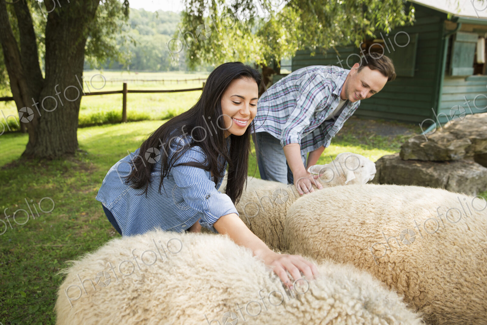 An organic farm in the Catskills. Two people in a paddock with two large sheep.