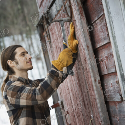 An organic farm in winter in New York State, USA. A man with a hammer, mending a barn…
