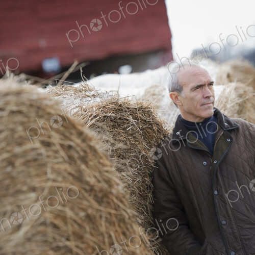 An organic farm in winter. A man standing beside large hay bales.