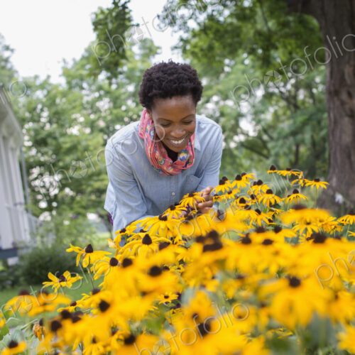 An organic flower garden. A woman bending to cut tall yellow rudbekia flowers.