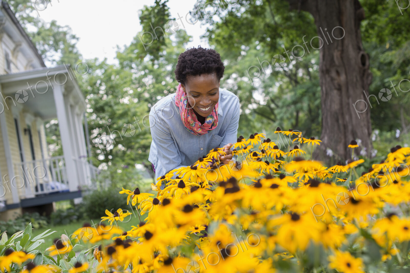 An organic flower garden. A woman bending to cut tall yellow rudbekia flowers.