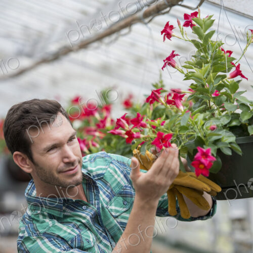 An organic flower plant nursery. A man checking the hanging baskets. An organic flower plant nursery. A man checking the hanging baskets.