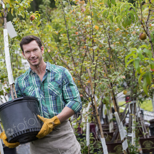 An organic flower plant nursery. A man working, carrying a sapling tree in a pot.