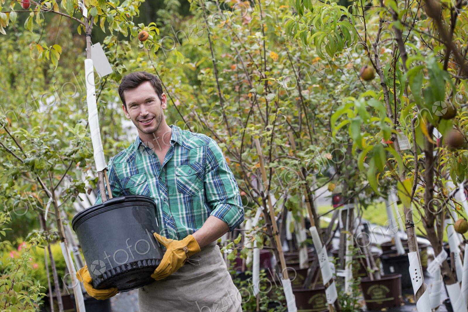 An organic flower plant nursery. A man working, carrying a sapling tree in a pot.
