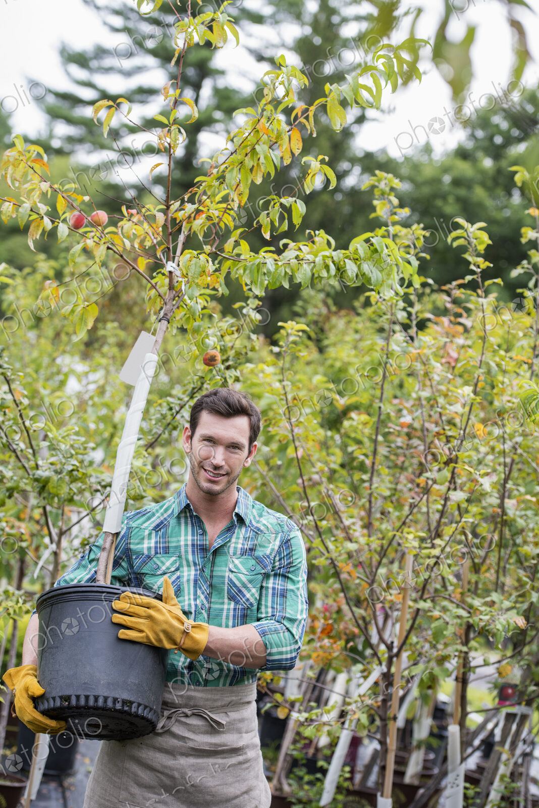 An organic flower plant nursery. A man working, carrying a sapling tree in a pot.