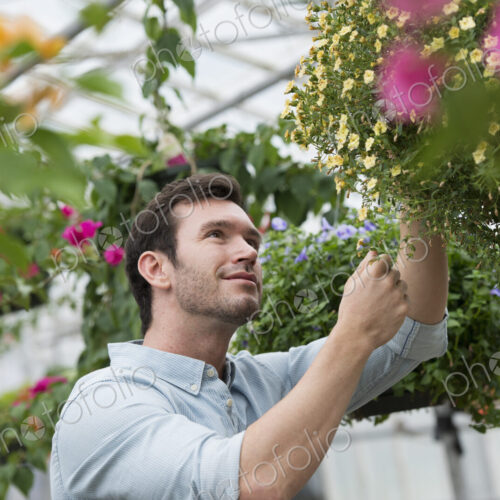 An organic flower plant nursery. A man working, tending the plants. An organic flower plant nursery. A man working, tending the plants.
