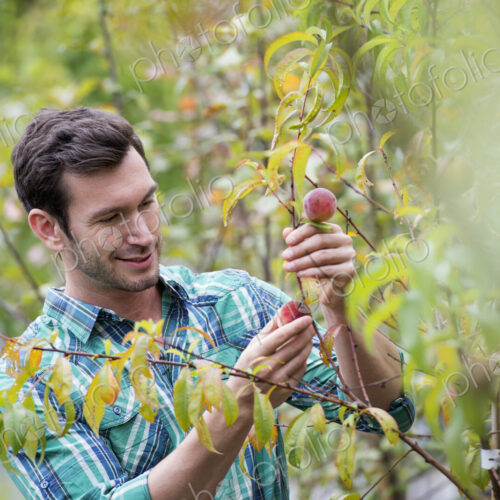 An organic flower plant nursery. A man working, tending the plants.