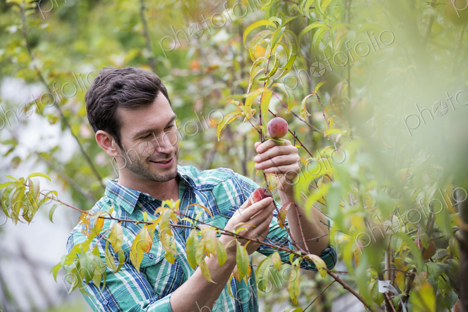 An organic flower plant nursery. A man working, tending the plants.