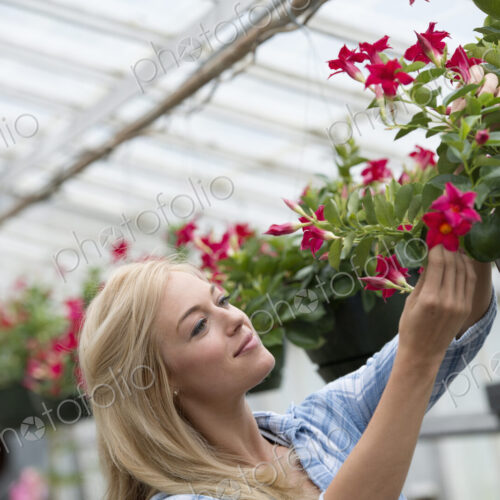An organic flower plant nursery. A woman working. An organic flower plant nursery. A woman working.