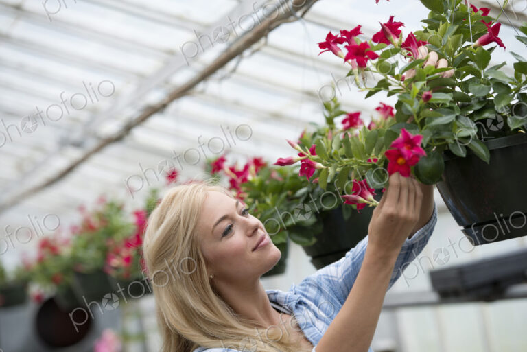 An organic flower plant nursery. A woman working.
