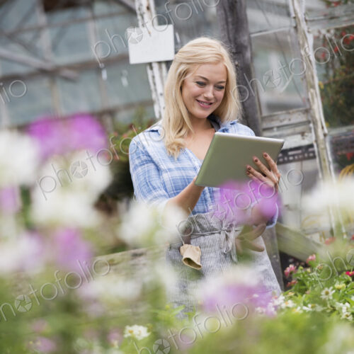 An organic flower plant nursery. A woman working, using a digital tablet. An organic flower plant nursery. A woman working, using a digital tablet.