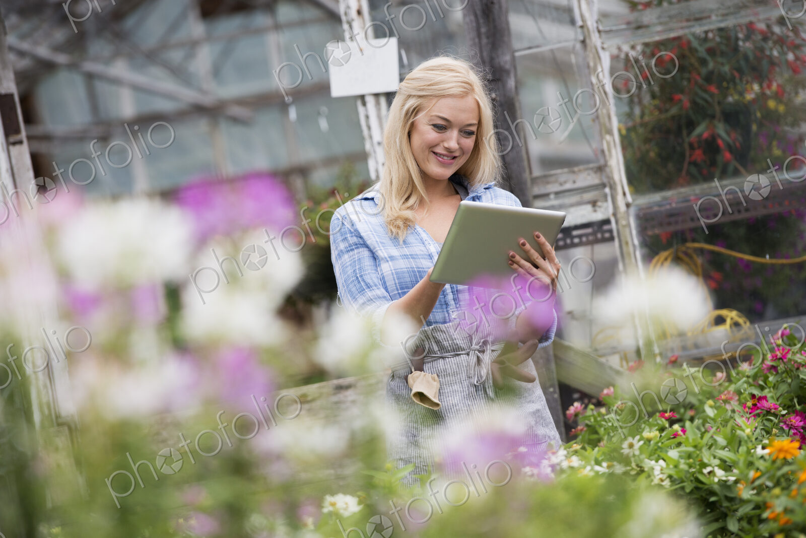 An organic flower plant nursery. A woman working, using a digital tablet.