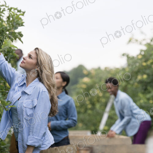 An organic orchard on a farm. A group of people picking green apples from the trees.