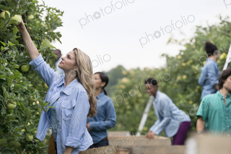 An organic orchard on a farm. A group of people picking green apples from the trees.
