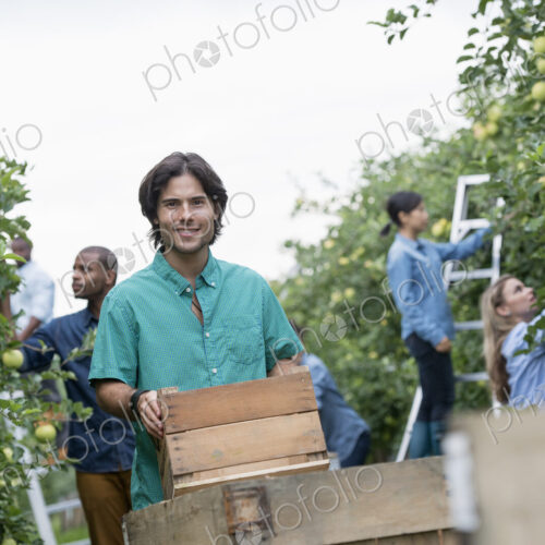 An organic orchard on a farm. A group of people picking green apples from the trees.