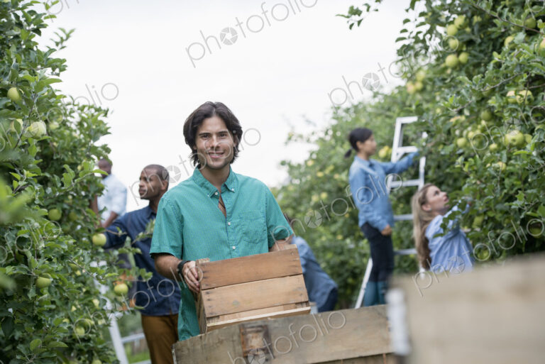 An organic orchard on a farm. A group of people picking green apples from the trees.