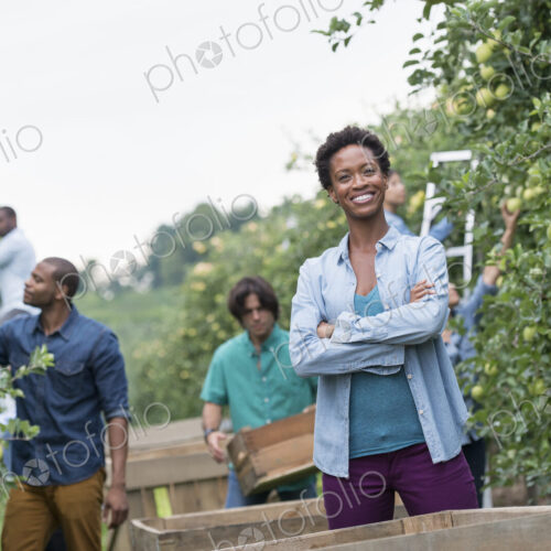 An organic orchard on a farm. A group of people picking green apples from the trees.