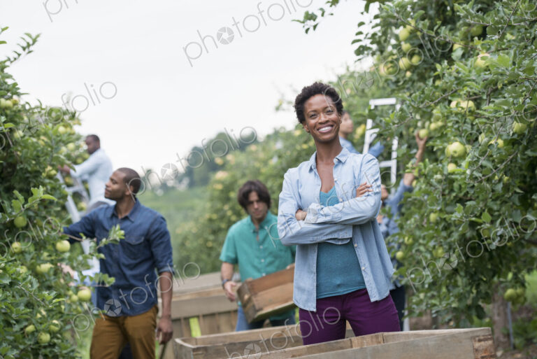 An organic orchard on a farm. A group of people picking green apples from the trees.
