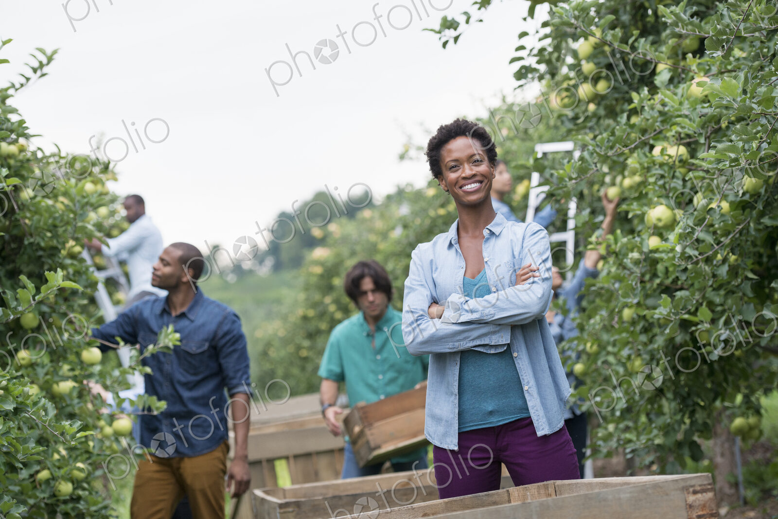 An organic orchard on a farm. A group of people picking green apples from the trees.