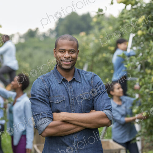 An organic orchard on a farm. A group of people picking green apples from the trees.