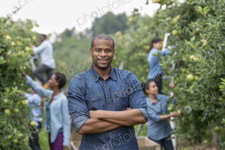 An organic orchard on a farm. A group of people picking green apples from the trees.
