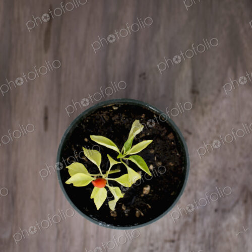 An organic seedling, a bell pepper plant in a greenhouse, viewed from above. An organic seedling, a bell pepper plant in a greenhouse, viewed from above.