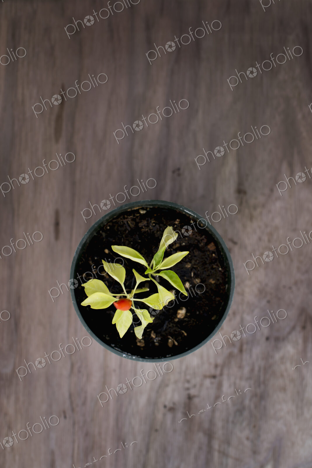 An organic seedling, a bell pepper plant in a greenhouse, viewed from above.