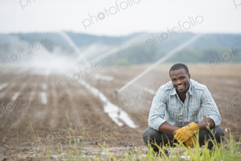 An organic vegetable farm, with water sprinklers irrigating the fields. A man in…