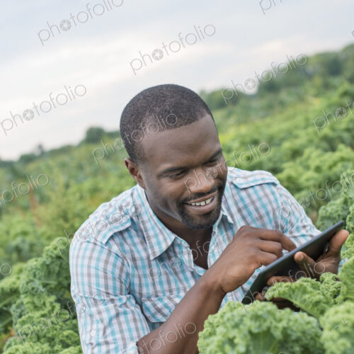 An organic vegetable farm. A man working among the crisp curly kale crop, using a… An organic vegetable farm. A man working among the crisp curly kale crop, using a…