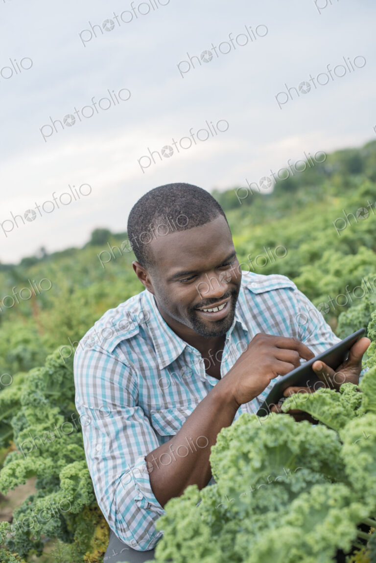An organic vegetable farm. A man working among the crisp curly kale crop, using a…
