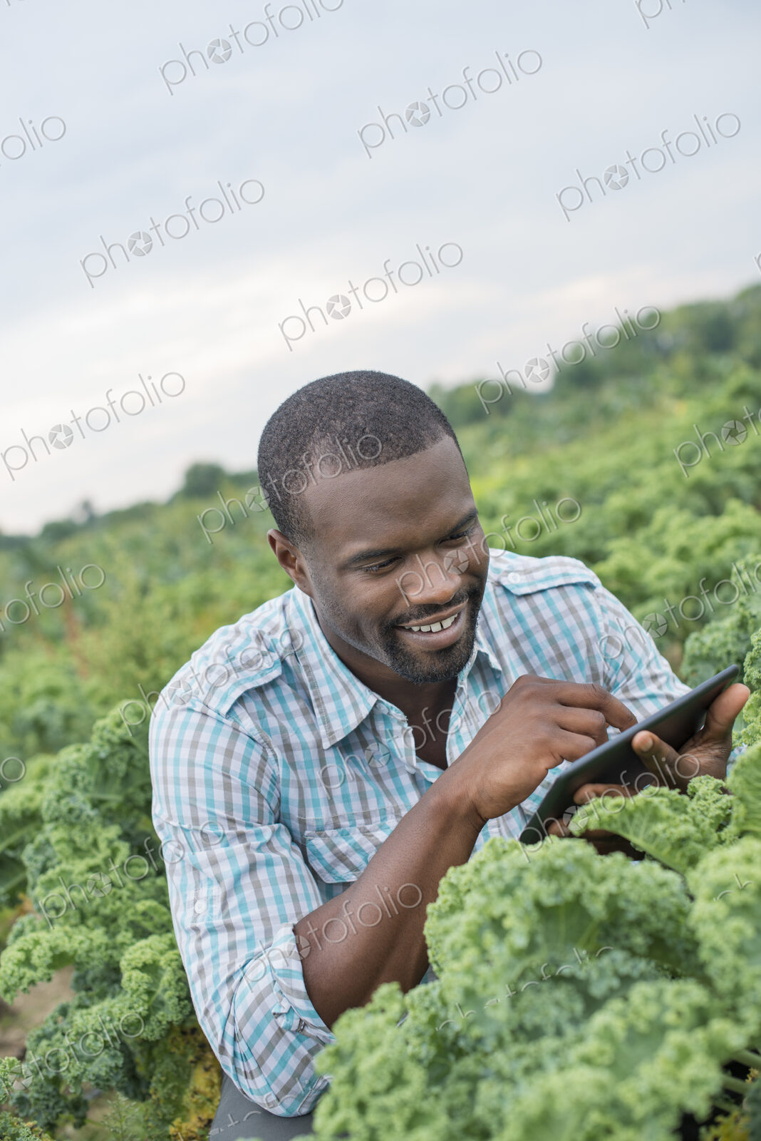 An organic vegetable farm. A man working among the crisp curly kale crop, using a…
