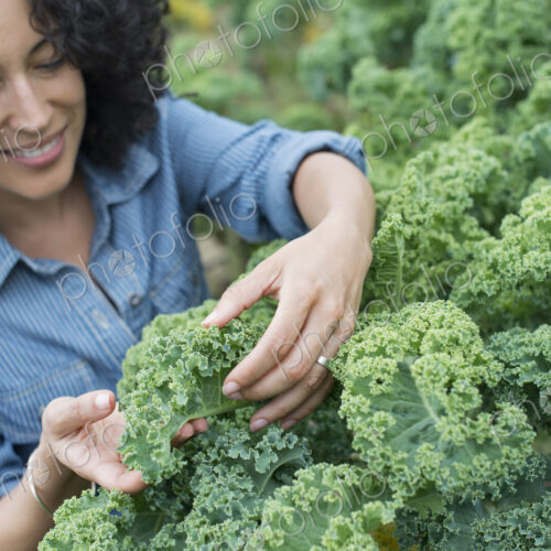 An organic vegetable farm. A woman working among the crisp curly kale crop. An organic vegetable farm. A woman working among the crisp curly kale crop.