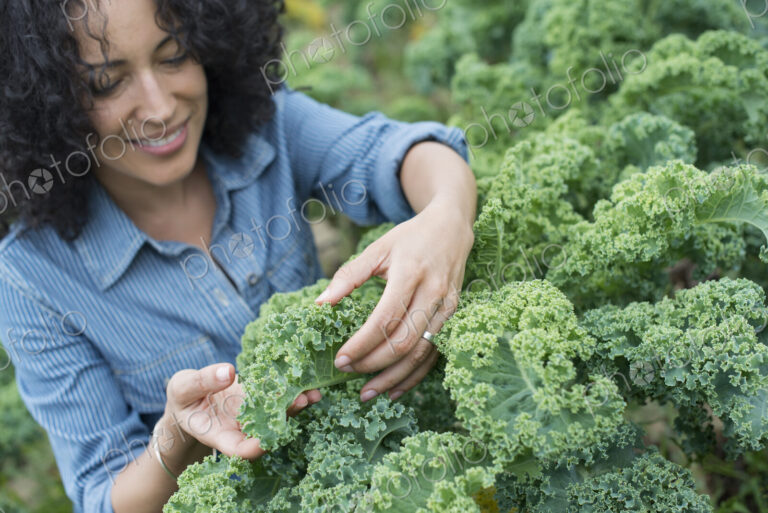 An organic vegetable farm. A woman working among the crisp curly kale crop.