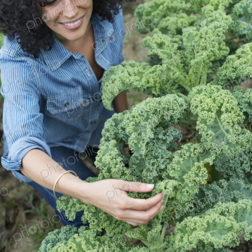 An organic vegetable farm. A woman working among the crisp curly kale crop. An organic vegetable farm. A woman working among the crisp curly kale crop.