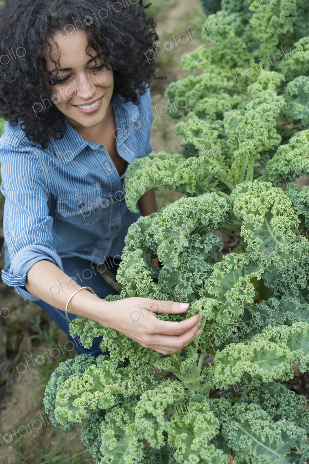 An organic vegetable farm. A woman working among the crisp curly kale crop.