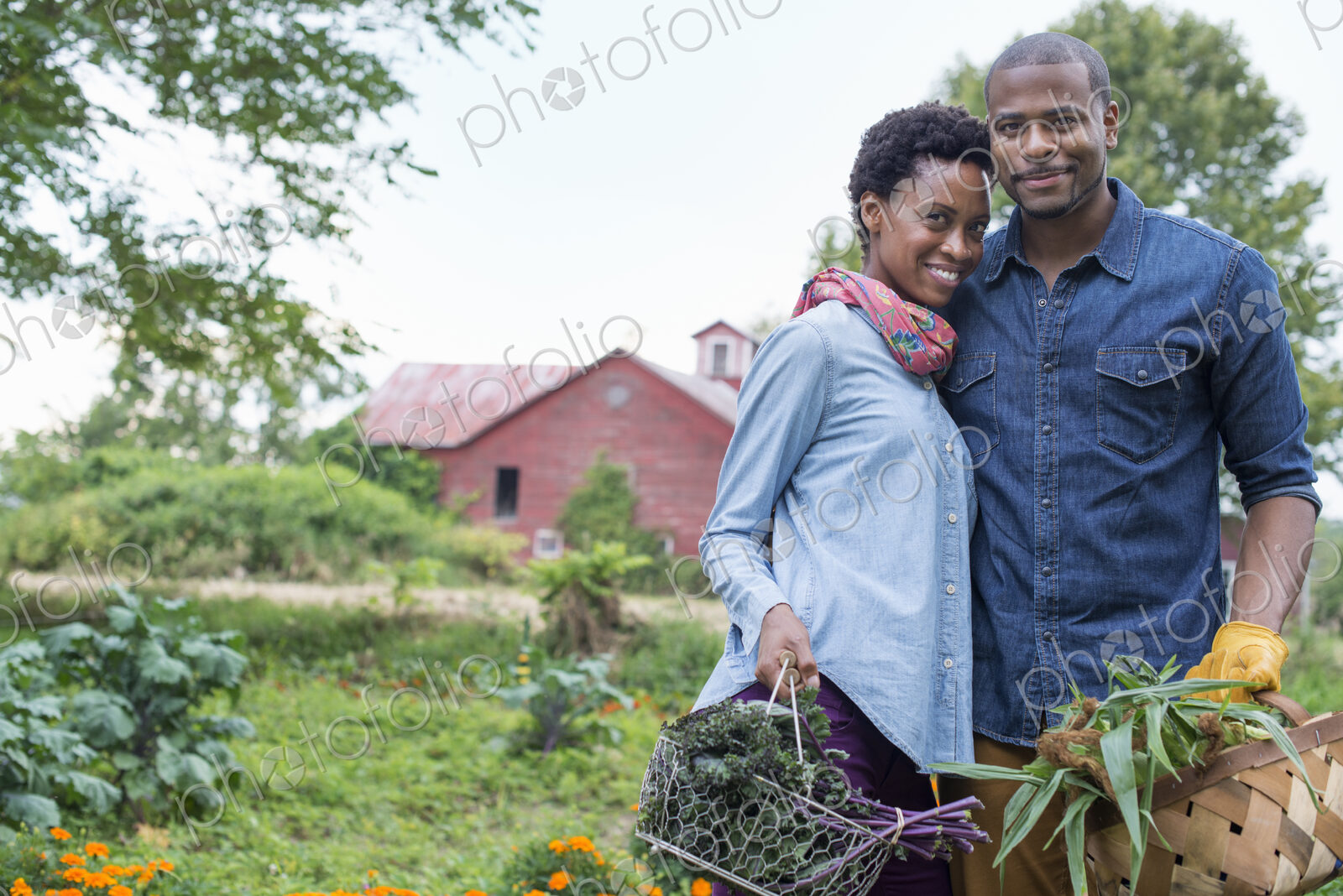 An organic vegetable garden on a farm. A couple carrying baskets of freshly harvested…