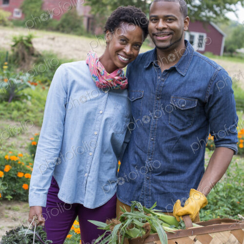 An organic vegetable garden on a farm. A couple carrying baskets of freshly harvested…