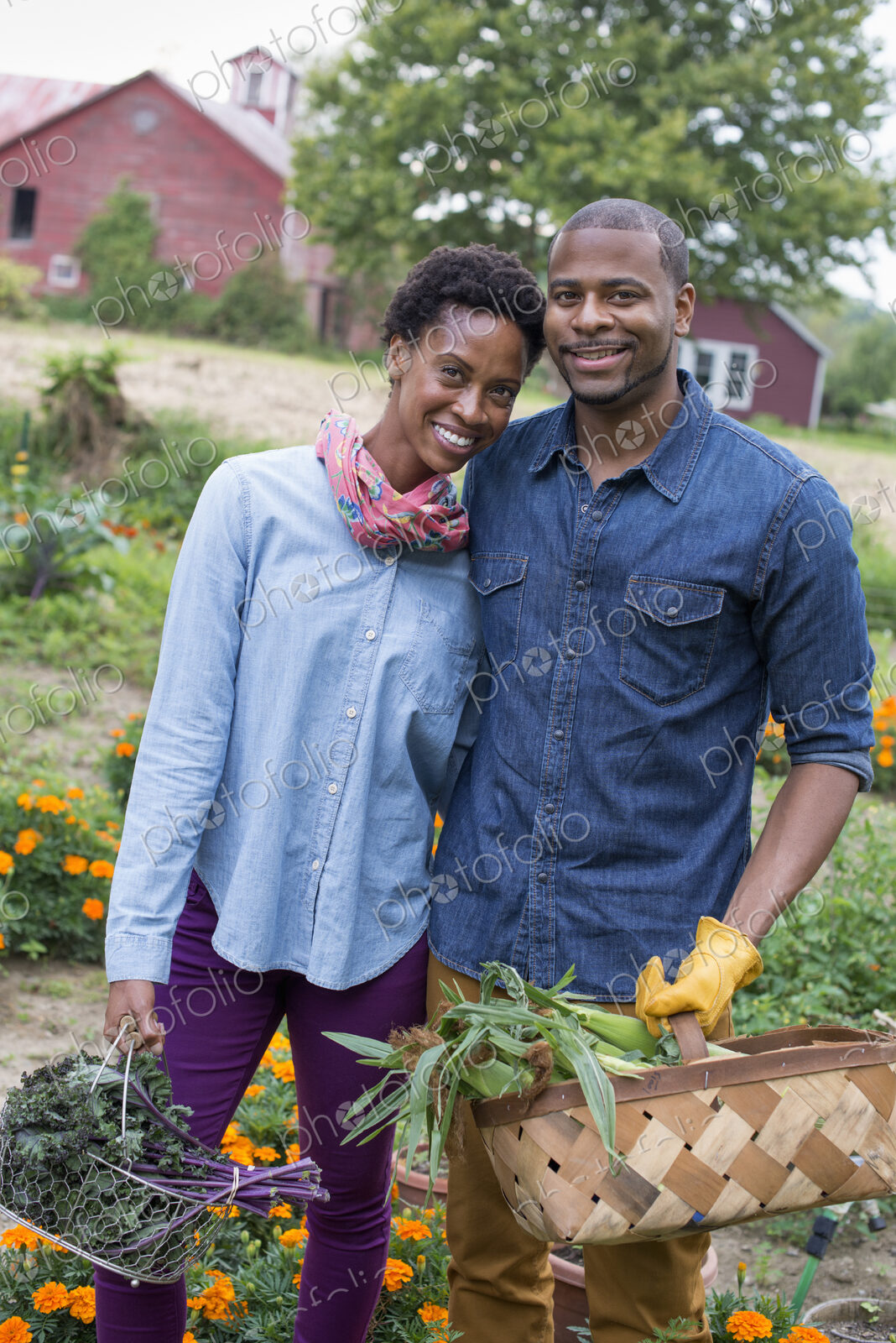An organic vegetable garden on a farm. A couple carrying baskets of freshly harvested…
