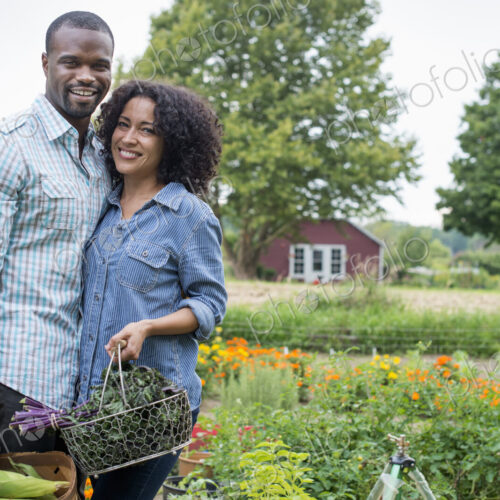 An organic vegetable garden on a farm. A couple carrying baskets of freshly harvested…