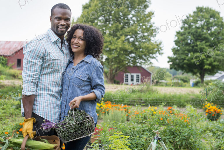 An organic vegetable garden on a farm. A couple carrying baskets of freshly harvested…