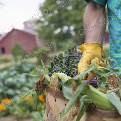 An organic vegetable garden on a farm. A man carrying a basket of freshly harvested…