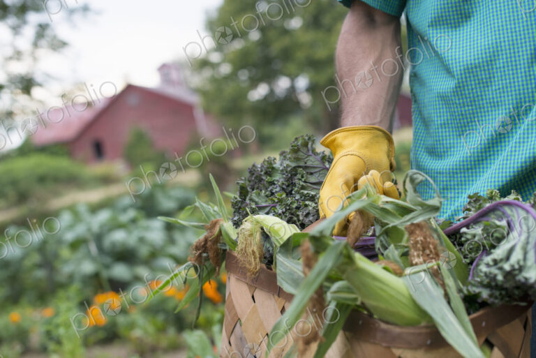 An organic vegetable garden on a farm. A man carrying a basket of freshly harvested…