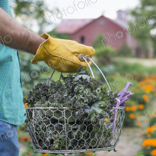 An organic vegetable garden on a farm. A man carrying a basket of freshly harvested… An organic vegetable garden on a farm. A man carrying a basket of freshly harvested…