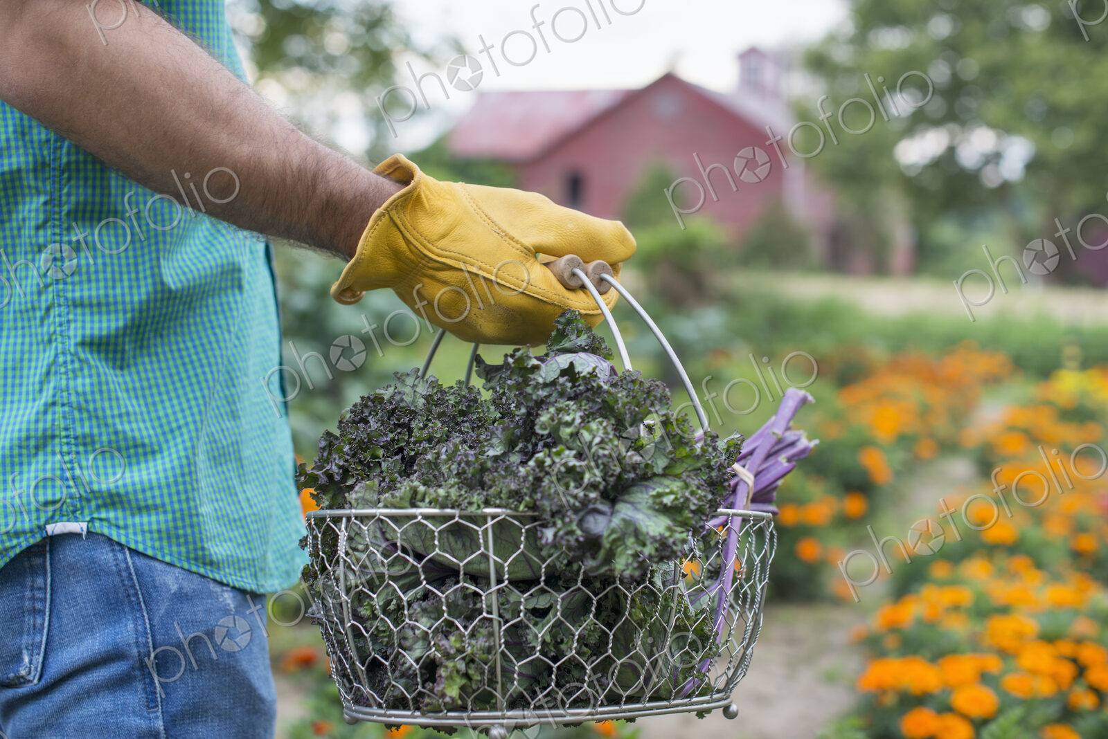 An organic vegetable garden on a farm. A man carrying a basket of freshly harvested…
