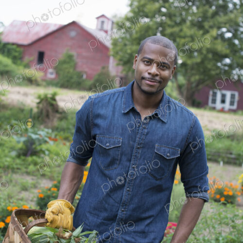 An organic vegetable garden on a farm. A man carrying a basket of freshly harvested…