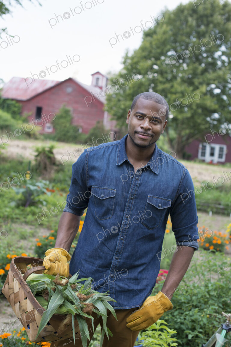 An organic vegetable garden on a farm. A man carrying a basket of freshly harvested…