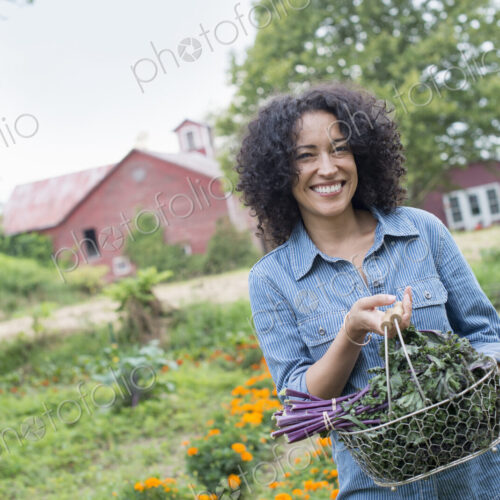 An organic vegetable garden on a farm. A woman carrying a basket of freshly harvested… An organic vegetable garden on a farm. A woman carrying a basket of freshly harvested…